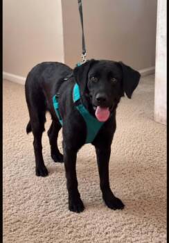 Moose -  Black Labrador Retriever Dog for Adoption in Dandridge, Tennessee - Moose | PetCurious