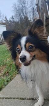 Australian Shepherd and Pomeranian Dogs Available for Adoption in Ringwood, Illinois - 1111 Odie | PetCurious