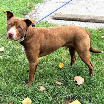 Drake -  Pit Bull Terrier Dog for Adoption in Warrensburg, Missouri - Drake | PetCurious
