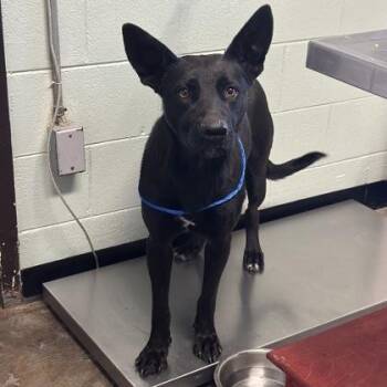 Evelyn -  Labrador Retriever Dog for Adoption in Red Bluff, California - Evelyn | PetCurious