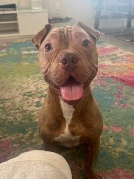 Brutus Cappuccino -  Shar Pei Dog for Adoption in Lake Forest, California - Brutus Cappuccino | PetCurious