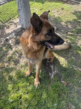 ALFRED -  German Shepherd Dog Dog for Adoption in Riverside, California - ALFRED | PetCurious