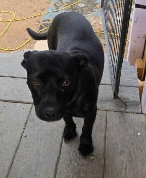 Lucy -  Dachshund Dog for Adoption in Saint David, Arizona - Lucy | PetCurious