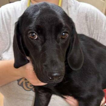 Cocoa Powder -  Mixed Breed Dog for Adoption in Gadsden, Alabama - Cocoa Powder | PetCurious