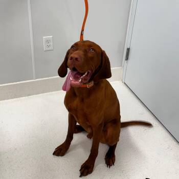 Copper -  Vizsla Dog for Adoption in Middletown, New York - Copper | PetCurious