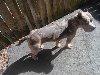 Sebastian -  Pit Bull Terrier Dog for Adoption in North Little Rock, Arkansas - Sebastian | PetCurious