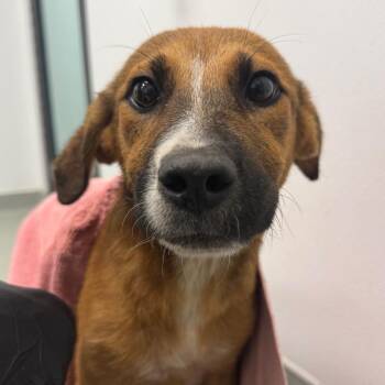 Danny -  Terrier and Mixed Breed Dog for Adoption in Abilene, Texas - Danny | PetCurious