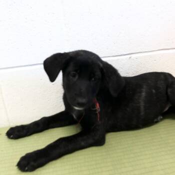 Mixed Breed Dogs Available for Adoption in League City, Texas - Veve | PetCurious