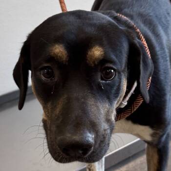 Rescue Mixed Breed Dogs for Adoption in Las Cruces, New Mexico - Layla | PetCurious