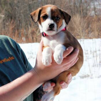 Hound Dogs Available for Adoption - CT Blizzard Avail Mar 28 | PetCurious