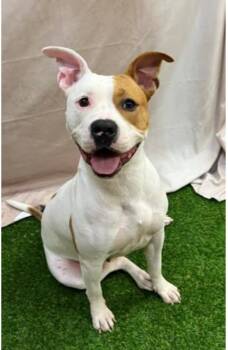 Scout -  Pit Bull Terrier Dog for Adoption in Seville, Ohio - Scout | PetCurious