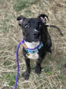 Ashton -  Pit Bull Terrier Dog for Adoption in Cleveland, Ohio - Ashton | PetCurious