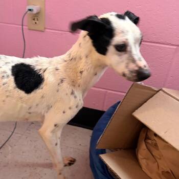 Valkyrie -  Australian Cattle Dog Blue Heeler and Jack Russell Terrier Dog for Adoption in Franklin, North Carolina - Valkyrie | PetCurious