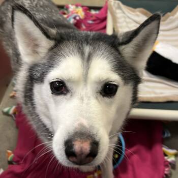 Rescue Siberian Husky Dogs for Adoption in Murray, Utah - Skye | PetCurious
