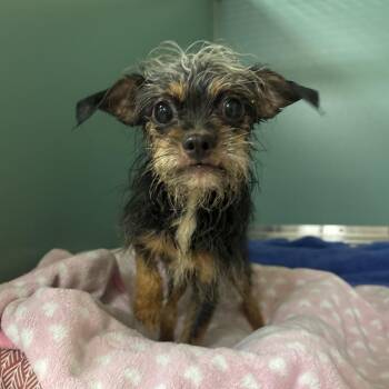 Hagrid -  Yorkshire Terrier Dog for Adoption in Titusville, Florida - Hagrid | PetCurious