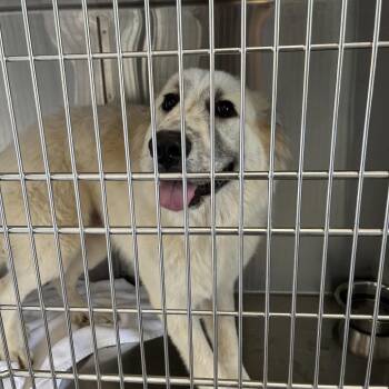 Hyde -  Great Pyrenees Dog for Adoption in Greensboro, North Carolina - Hyde | PetCurious