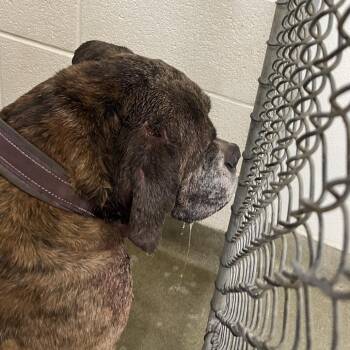 Boxer and Pit Bull Terrier Dogs Available for Adoption in Harrisonburg, Virginia - North | PetCurious