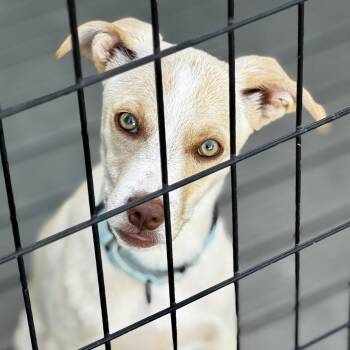 Mixed Breed Dogs Available for Adoption in Bradenton, Florida - Luna | PetCurious