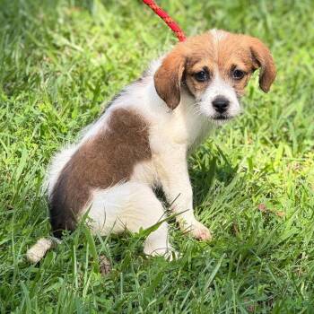 Mopsy -  Wire Fox Terrier Dog for Adoption in Locust Fork, Alabama - Mopsy | PetCurious