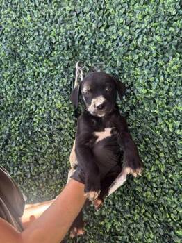 61262063 -  Pit Bull Terrier and Mixed Breed Dog for Adoption in El Paso, Texas - 61262063 | PetCurious