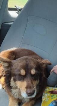 Rescue Australian Shepherd Dogs for Adoption in Georgetown, Ohio - Ashe | PetCurious
