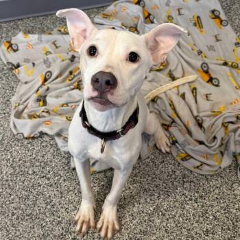 Pit Bull Terrier and Mixed Breed Dogs Available for Adoption - Sunshine | PetCurious