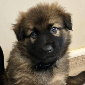 Crater -  Shepherd and Labrador Retriever Dog for Adoption in Normal, Illinois - Crater | PetCurious