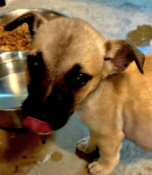 Bass -  Hound Dog for Adoption in West Palm Beach, Florida - Bass | PetCurious
