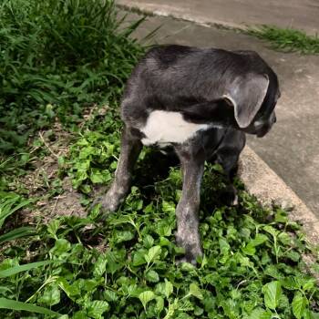BRUCE -  Mixed Breed Dog for Adoption in Bellaire, Texas - BRUCE | PetCurious