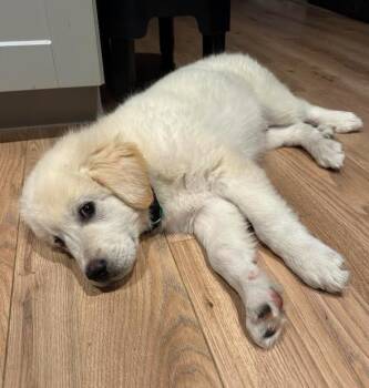 Anthony -  Great Pyrenees Dog for Adoption in Brooklyn Center, Minnesota - Anthony | PetCurious