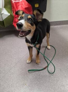 TRUDY -  Australian Shepherd and German Shepherd Dog Dog for Adoption in Tracy, California - TRUDY | PetCurious