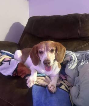 CODY — A SWEET SENIOR BEAGLE LOOKING FOR HIS SOFT PLACE TO LAND -  Beagle Dog for Adoption in Conway, South Carolina - CODY — A SWEET SENIOR BEAGLE LOOKING FOR HIS SOFT PLACE TO LAND | PetCurious