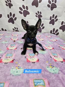 Balsamic -  Chihuahua and Dachshund Dog for Adoption in Metairie, Louisiana - Balsamic | PetCurious