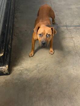 Pancake -  Black Mouth Cur Dog for Adoption in Ozark, Alabama - Pancake | PetCurious