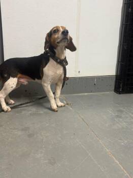 Beagle Dogs Available for Adoption - River | PetCurious