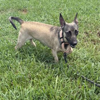Lola -  Dachshund and Jack Russell Terrier Dog for Adoption in Spring, Texas - Lola | PetCurious
