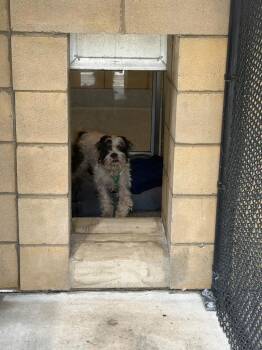 Harry -  Shih Tzu and Pekingese Dog for Adoption in Greenfield, Indiana - Harry | PetCurious