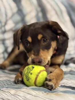 Mixed Breed Dogs Available for Adoption - Essay | PetCurious