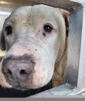 American Staffordshire Terrier Dogs Available for Adoption in San Antonio, Texas - HELEN HUMPHREY | PetCurious