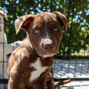 Mixed Breed Dogs Available for Adoption - Kingston | PetCurious