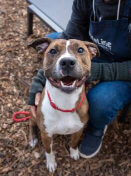 Mixed Breed Dogs Available for Adoption in Chamblee, Georgia - Chartreuse | PetCurious