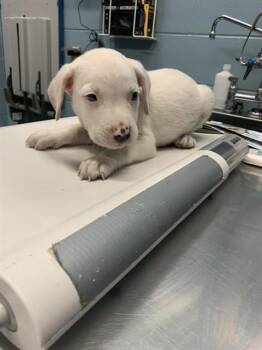Pit Bull Terrier and Mixed Breed Dogs Available for Adoption in Corpus Christi, Texas - INDIA | PetCurious