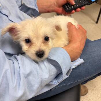Hops -  Mixed Breed Dog for Adoption in Fredericksburg, Virginia - Hops | PetCurious
