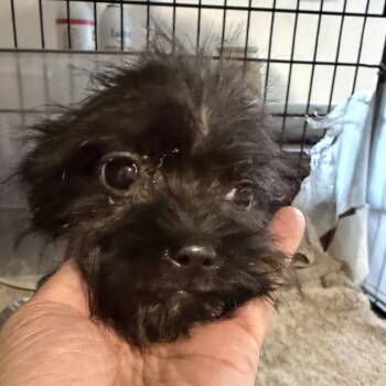Holly -  Terrier and Mixed Breed Dog for Adoption in Montgomery, Texas - Holly | PetCurious