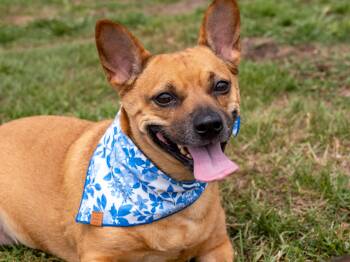 Izzy -  Mixed Breed Dog for Adoption in Myrtle Beach, South Carolina - Izzy | PetCurious