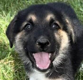Charlotte Bronte -  German Shepherd Dog and Great Pyrenees Dog for Adoption in Paris, Kentucky - Charlotte Bronte | PetCurious