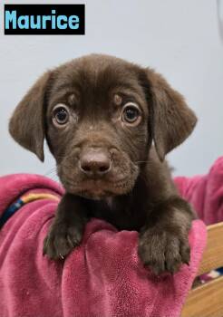 Chocolate Labrador Retriever Dogs Available for Adoption - Maurice  | PetCurious