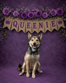 Queenie -  Shepherd Dog for Adoption in Shillington, Pennsylvania - Queenie | PetCurious