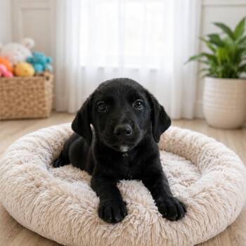 Oakley -  Labrador Retriever Dog for Adoption in Baton Rouge, Louisiana - Oakley | PetCurious