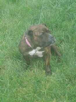 Boxer and Pit Bull Terrier Dogs Available for Adoption in Hoffman Estates, Illinois - Moxie ***URGENT FOSTER NEEDED*** | PetCurious